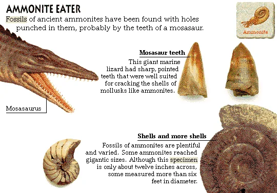 Ammonite Eater