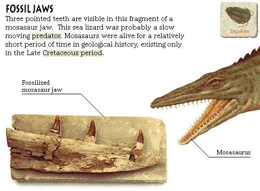 Fossil Jaws