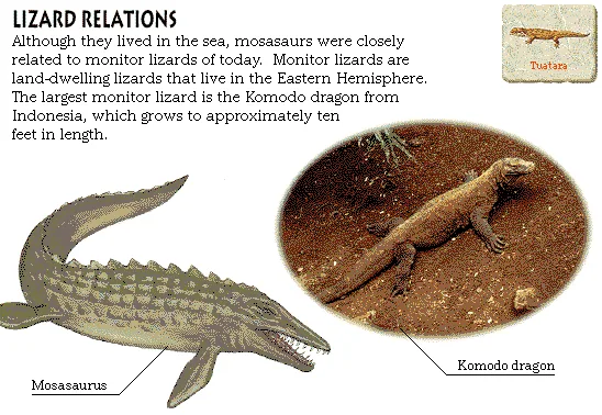 Lizard Relations