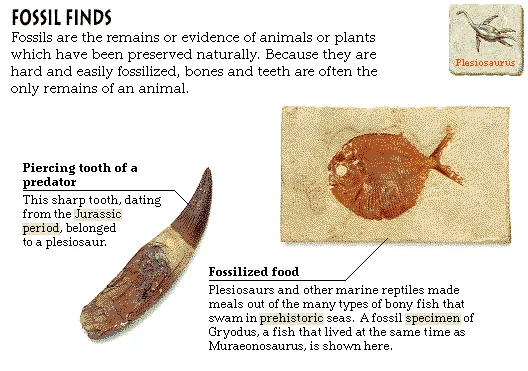 Fossil Finds
