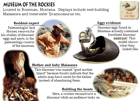 Museum of the Rockies