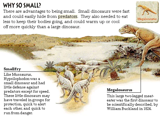 Why So Small?