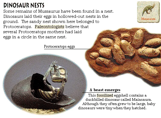 Dinosaur Nests