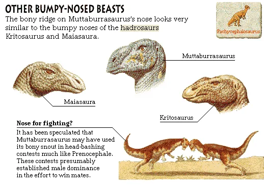 Other Bumpy-Nosed Beasts