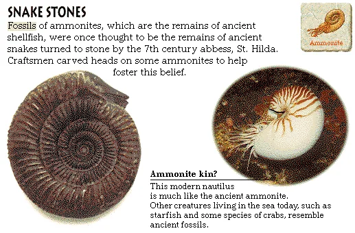 Snake Stones