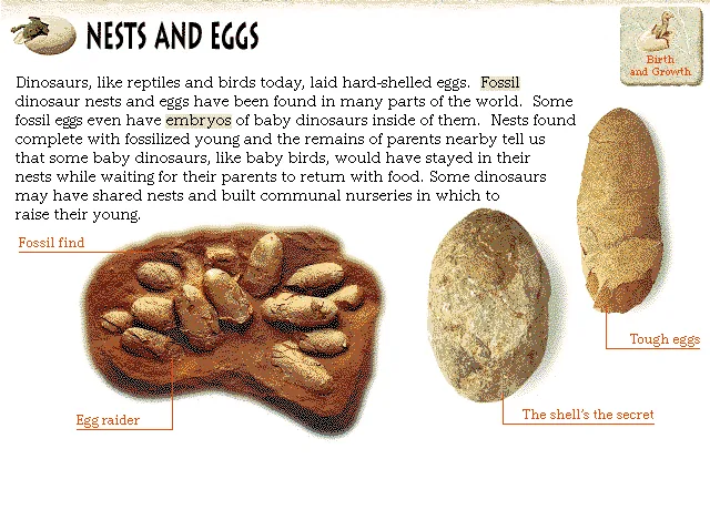Nests and Eggs