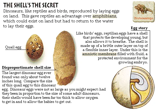The Shell's the Secret