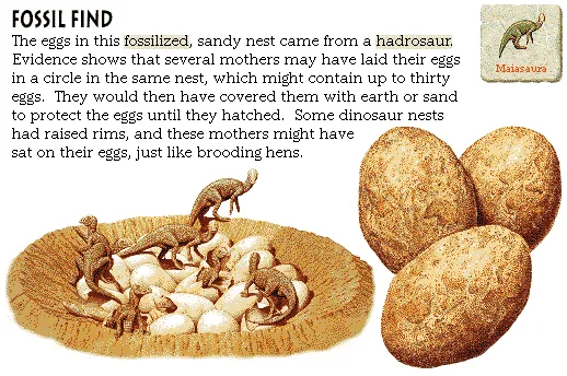 Fossil Find