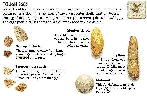 Tough Eggs