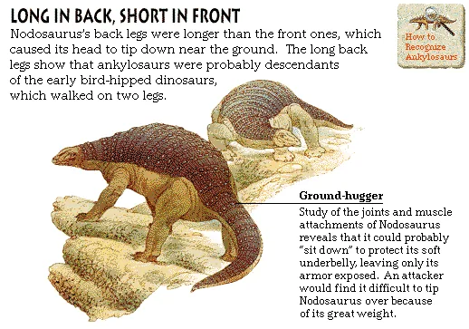 Long in Back, Short in Front