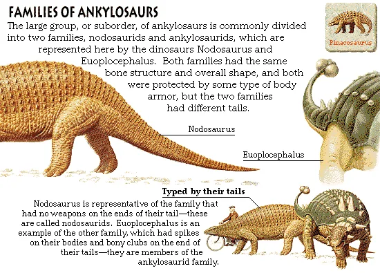 Families of Ankylosaurs