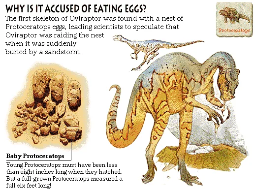 Why Is It Accused of Eating Eggs?