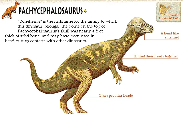 Pachycephalosaurus