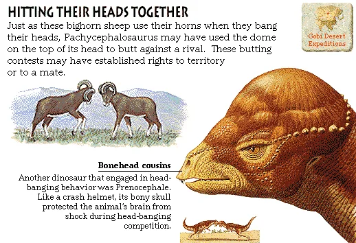 Hitting Their Heads Together