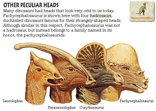 Other Peculiar Heads