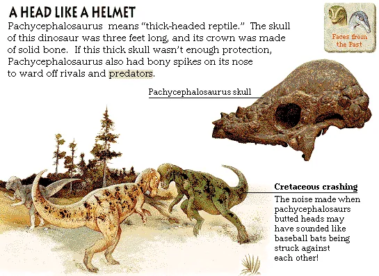 A Head Like a Helmet