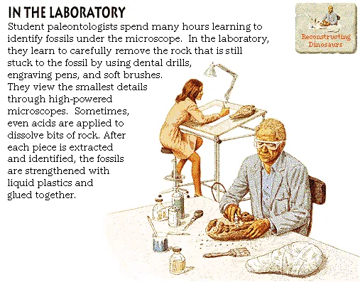 In the Laboratory