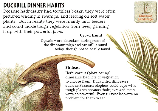 Duckbill Dinner Habits