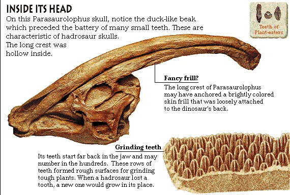 Inside Its Head