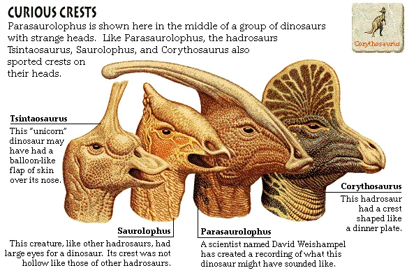 Curious Crests