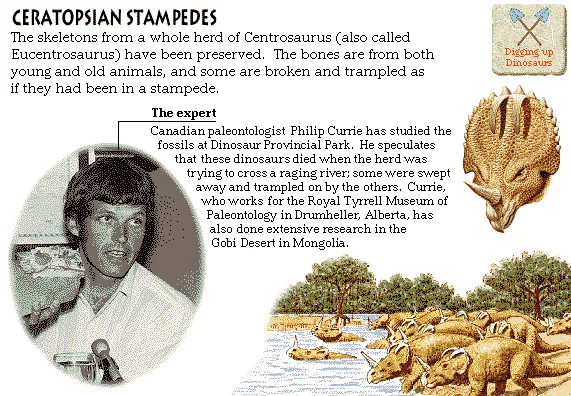 Ceratopsian Stampedes