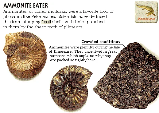 Ammonite Eater
