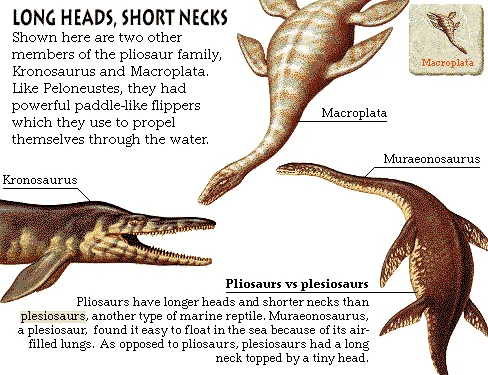 Long Heads, Short Necks