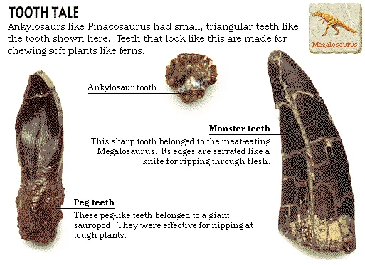 Tooth tale