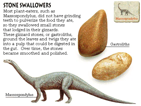 Stone Swallowers