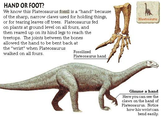Hand or Foot?
