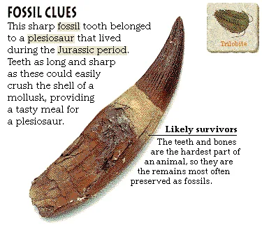 Fossil Clues