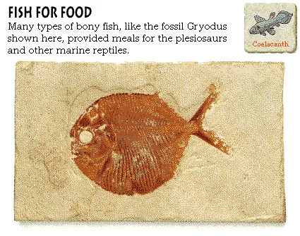 Fish for Food
