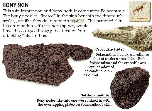 Bony Skin