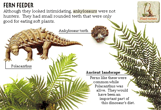 Fern Feeder