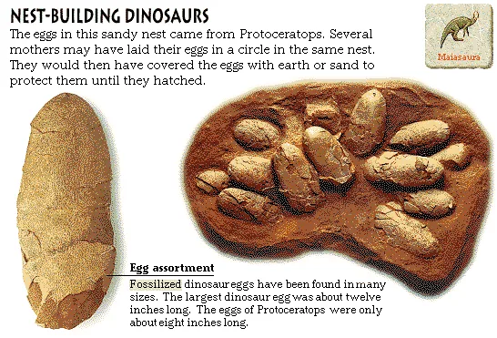 Nest-Building Dinosaurs