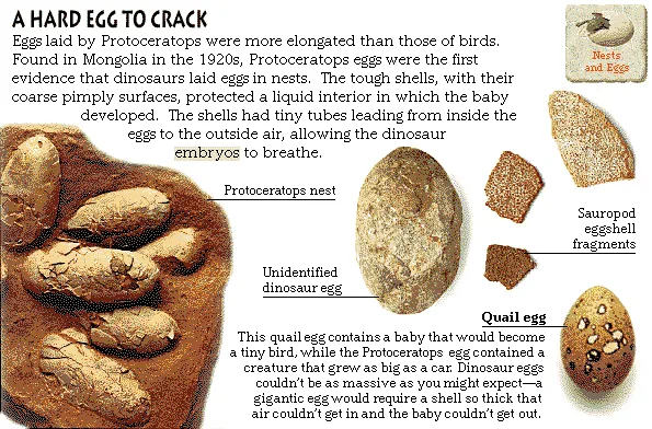 A Hard Egg to Crack