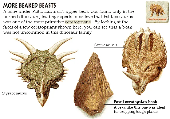 More Beaked Beasts