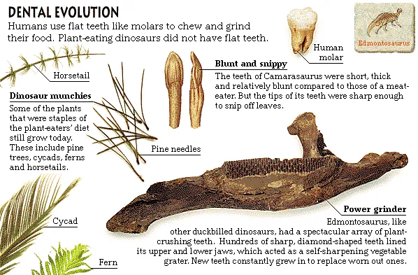 Dental Evolution