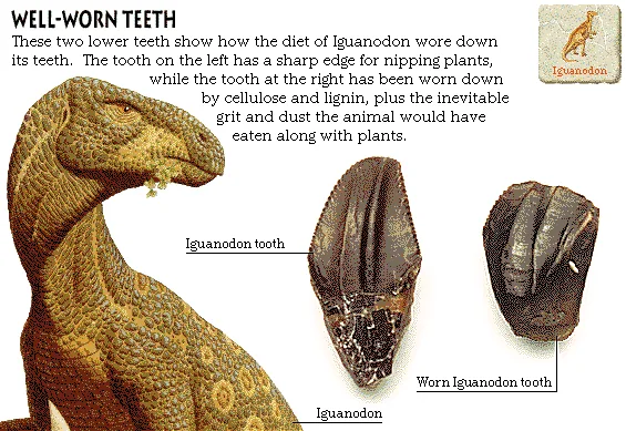 Well-Worn Teeth