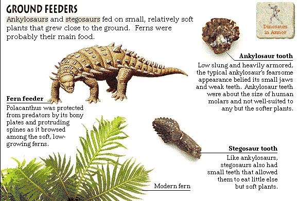 Ground Feeders