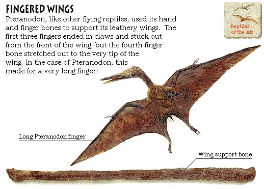 Fingered Wings