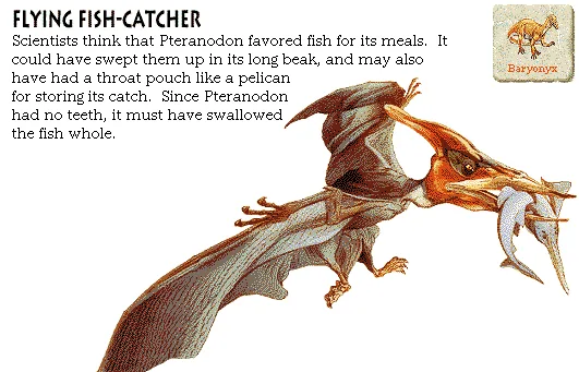 Flying Fish-Catcher