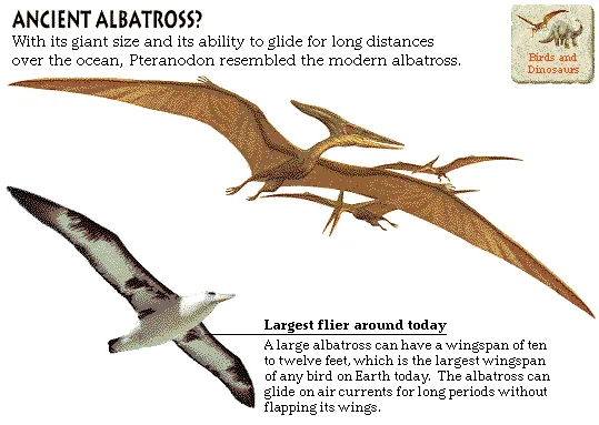Ancient Albatross?