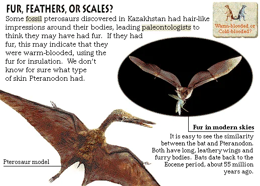 Fur, Feathers, or Scales?