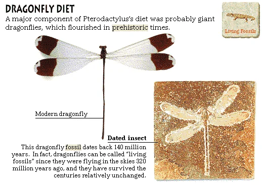 Dragonfly Diet