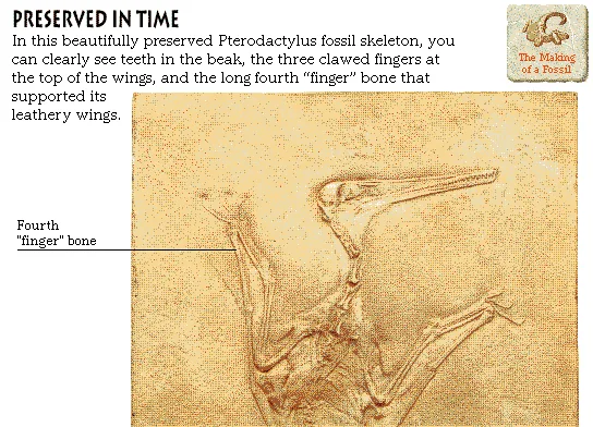 Preserved in Time
