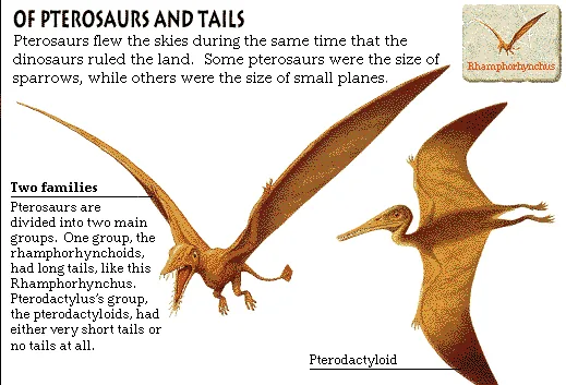 Of Pterosaurs and Tails