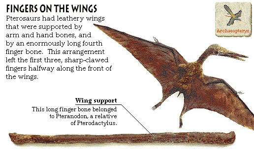 Fingers on the Wings