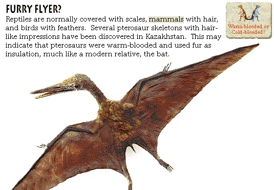 Furry Flyer?