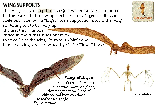 Wing Supports